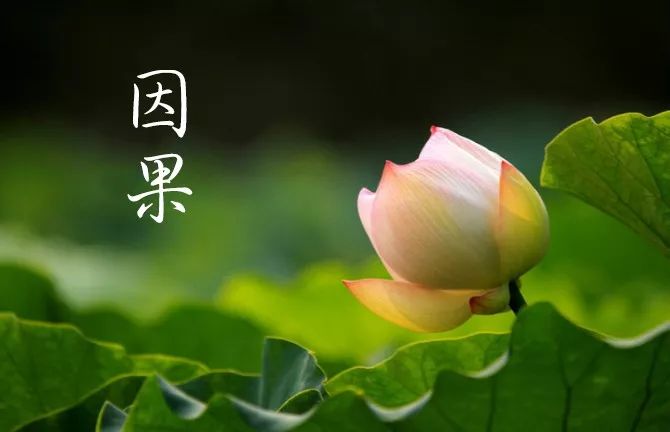 学佛修行路上，要因上努力，果上随缘-图片1