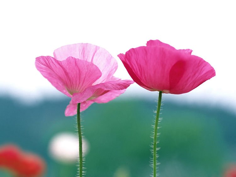 如何得到加持-图片3