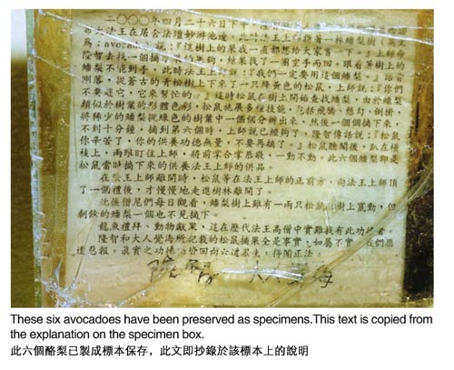 佛法真实境–松鼠献酪梨给羌佛