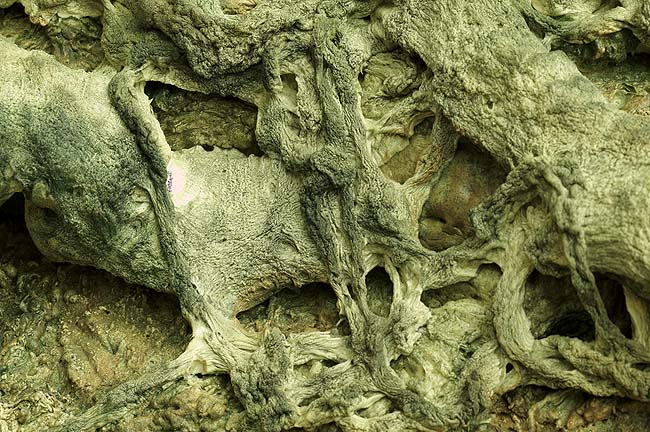 南无羌佛五明成就 工巧明-枯藤古化-图片1