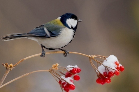 修行的方法各有不同，但是依怙、终点是相同的