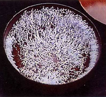 来自佛国的圣食–甘露-图片2