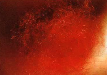 来自佛国的圣食–甘露-图片1