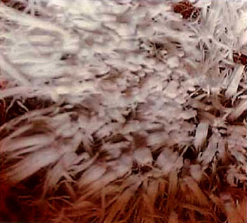 来自佛国的圣食–甘露-图片3