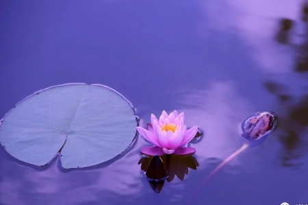 至诚恭闻佛陀说法，蛤蟆得升天人。