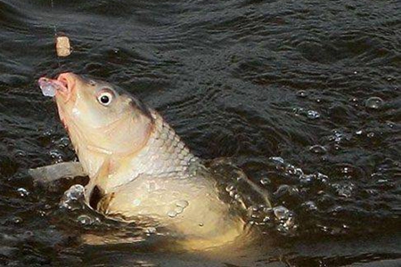 六道众生皆是我们的父母亲人,请不要为满足口腹之欲肆意杀生