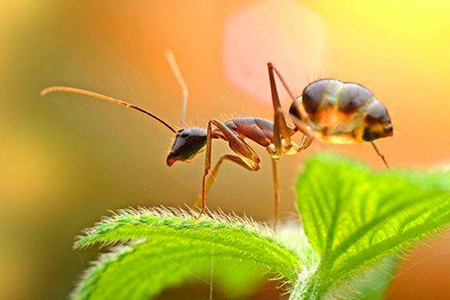 那只小蚂蚁，是谁的父亲，又是谁的儿子？
