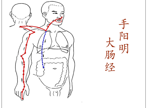 健康养生-十二经络走向图与说明【手阳明大肠经】