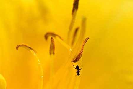 美食广场-茄子的用途