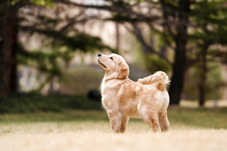 如何做一个真正的如法修行人？
