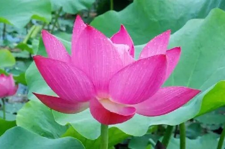 你愿意选择这条学佛修行的解脱之路吗？