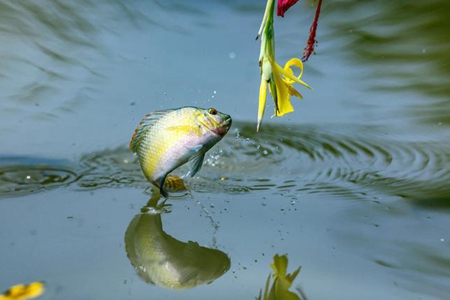 从点滴做起，真切行持，只有这样才能增上功德