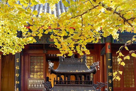 去播撒菩提种子，浇灌培植才能结菩提之果！