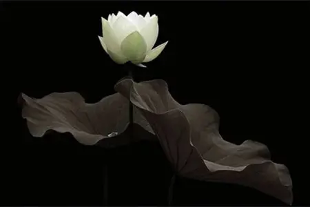 大乘尊之为大乘天，小乘尊之为解脱天