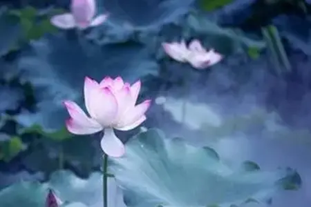 贪心的祸患是多么的可怕！