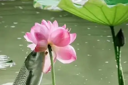 从今日起争取成为净业世界的一员