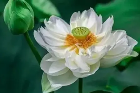 说说六道众生（五）人类是怎么一回事儿？