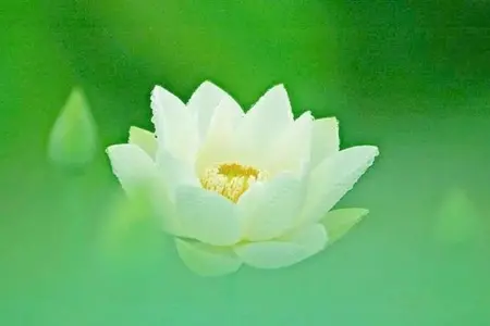 认不明信因果迷命理运气是邪恶知见