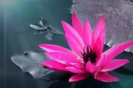 何仙姑的生日是哪天？寿命有多长？